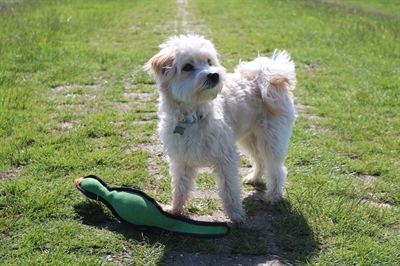 HAPPY PET honden speeltje Gaudy Game Fazant 52×9×9 cm – paars/oranje/groen/blauw/roze