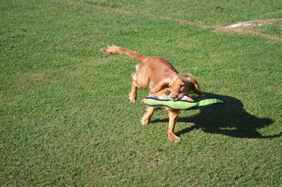 HAPPY PET honden speeltje Gaudy Game Fazant 52×9×9 cm – paars/oranje/groen/blauw/roze