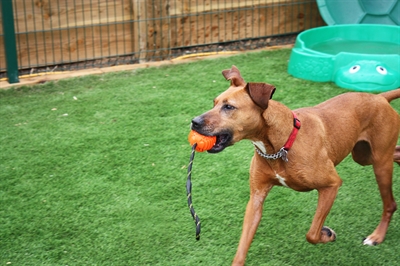 HAPPY PET hondenbal Atomic aan Touw 35×7×7 cm – Assorti