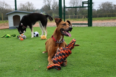 HAPPY PET Touwspeelgoed Nuts for Knots Extreme Spoel 8‑vorm - voor stevige kauwers - Grijs/Oranje - 55 cm