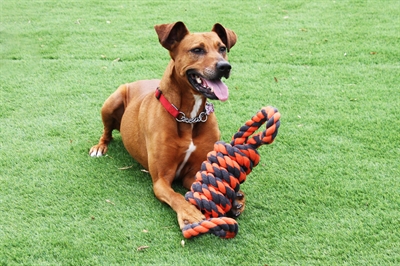 HAPPY PET Touwspeelgoed Nuts for Knots Extreme Spoel 8‑vorm - voor stevige kauwers - Grijs/Oranje - 55 cm