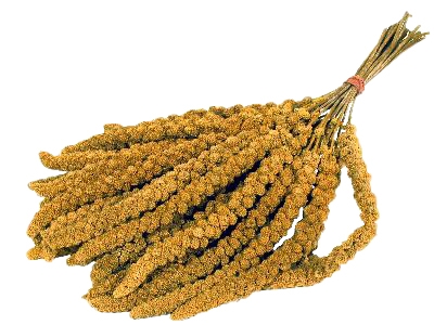 MERKLOOS Trosgierst Chinees 15 KG – Snoepzaad voor Parkieten