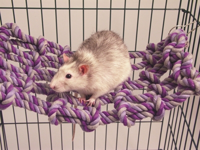 ROSEWOOD Cargo Net voor Rat/Fret | 35x1,5x20,5 cm
