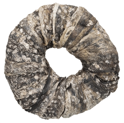 TRIXIE Denta Fun Kauwring Vis 10 cm – 50 Stuks Glutenvrij