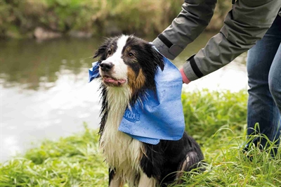 TRIXIE Hondenhanddoek Assorti 66×43 cm – Zeer absorberend PVA