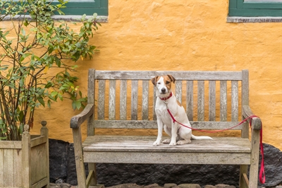 TRIXIE hondenriem premium rood 100×2,5 cm – robuust met neopreen handvat