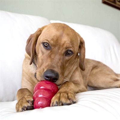 KONG Hundekekse Snacks Speck/Käse S 200 gr - Natürliche Leckerbissen