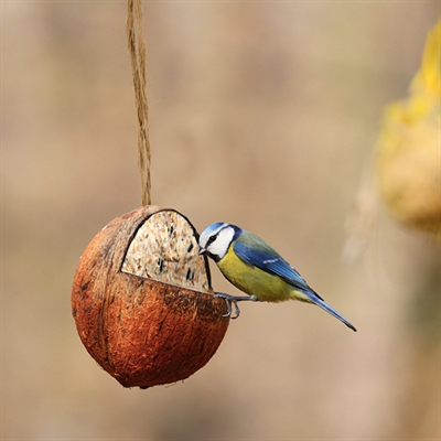 BEST FOR BIRDS Kokosnoot gevuld met vet 350 gr – Wintervoer voor tuinvogels