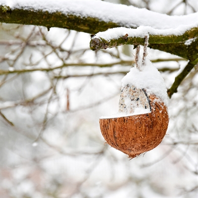 BEST FOR BIRDS Kokosnoot gevuld met vet 350 gr – Wintervoer voor tuinvogels