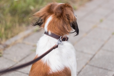 TRIXIE Hondenriem Rustic Vetleer Donkerbruin 100×2 cm – Looplijn