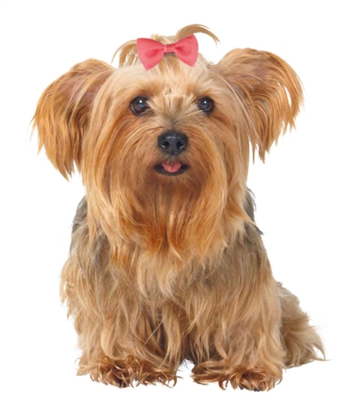 TRIXIE Hondenstrikjes Assorti 4-6 cm – 10 stuks in diverse kleuren