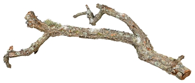 TRIXIE Kurktakken Tronchos 100% natuurlijk, klimbaar—voor reptielen, vogels, konijnen en knaagdieren - 15x1 kg