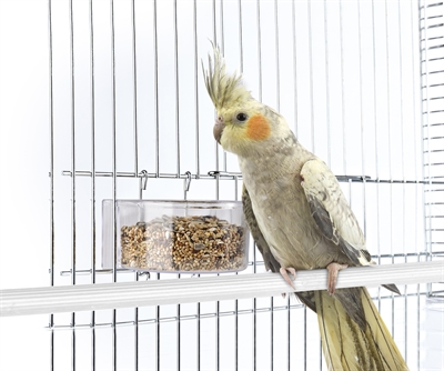IMAC Voerbak Parrot 11,5×7×4,5 cm – kunststof voor vogels