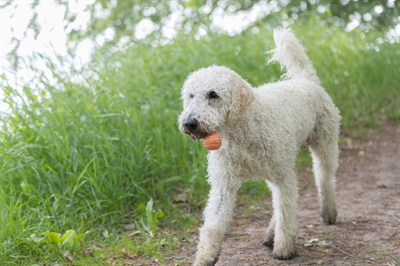 TRIXIE Be Eco Bal Drijvend TPE 6×6×13 cm – Assorti