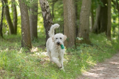 TRIXIE honden speelgoed Be Eco Jumper bal 9×9×16 cm – assorti