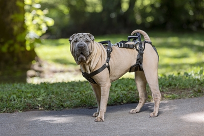 SOLVIT Hondenharnas PETSAFE CARELIFT VOOR EN ACHTER Medium – Comfortabel