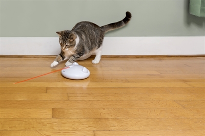 PETSAFE kattenspeelgoed PETSAFE ZIP – laser met automatische uitschakeling