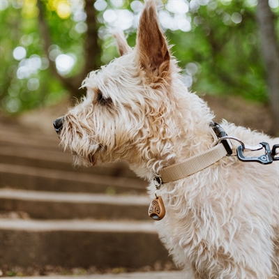 TICKLESS Eco Tekenafweer Hond/Kat Bruin – Biologisch afbreekbaar