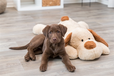 TRIXIE hondenknuffel Benny pluche beige/bruin 75×25 cm – geluidloos