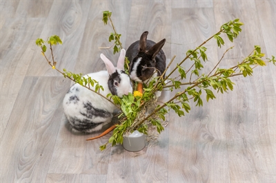 TRIXIE Voederruif Hooiruif Keramiek / Hout Grijs 26×17×23 cm
