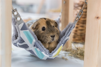 TRIXIE Schuilhuisje voor Knaagdieren Sunny 28×28×24 cm – Grijs