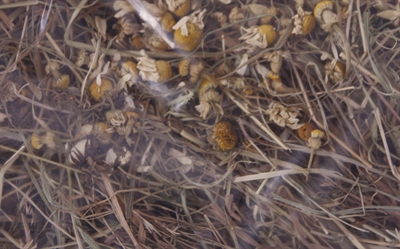 EXCELLENT Kruidenhooi Kamille en Paardenbloem 500 gr – Kruidig en Gezond