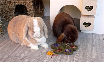 NATURALS Knaagsnack Flower 'N' Forage Blossom 17×17 cm – Eetbare bloemen