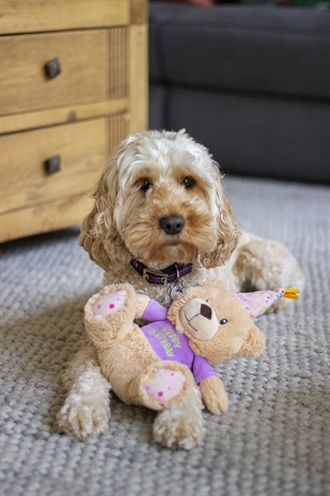 ROSEWOOD Chubleez Bonnie Birthday Beer | 26x20x12 cm