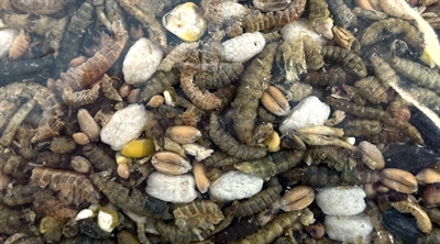 UTOPIA Strooivoer met Insecten 1,8 kg – 100% Natuurlijk