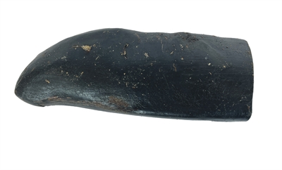 PETSNACK Hundekauartikel T-Rex Large 19-22 cm - Natürliches Büffelhorn