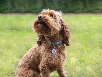 FETCH TAG hondenpenning FETCH TAG SMART PET TAG – Waterdicht
