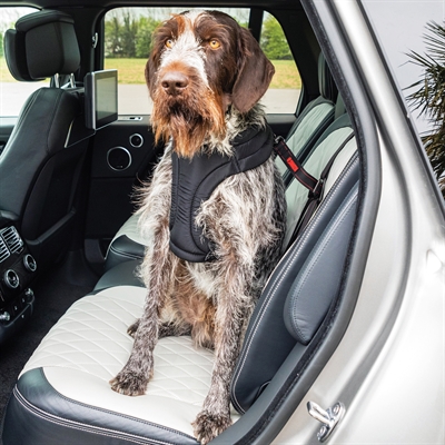 KONG Autogordel Hond Ultimate Safety - Verstelbaar en veilig in de auto