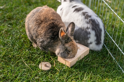 TRIXIE Snack Box Ratten & Konijnen Hout 14×3×7 cm – Intelligentiespel