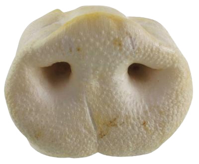 Petsnack Gepofte Varkensneuzen 25 st – Aanvullende hondensnack