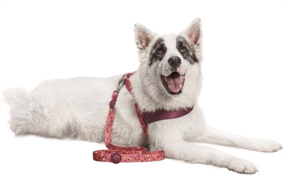 MORSO Hondenriem Gerecycled Pink Think | Van gerecycled PET - Roze - 120x1,5 cm 6–20 kg