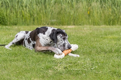 TRIXIE Kauwbot DentaFun Chicken 40×5 cm – 500 gr