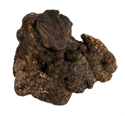 DOG WOODZZZ Kauwwortel Olijfolie M 301-500 gr – Hypoallergeen