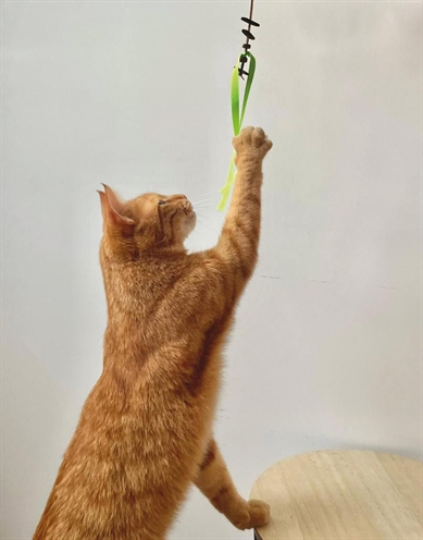 MARTIN Kattenspeelgoed Jason 25×3,5×0,5 cm – Gerecycled Assorti