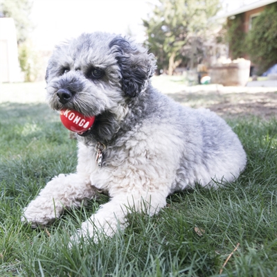 KONG hondenballen SIGNATURE 7×7 cm – Assorti 4 stuks