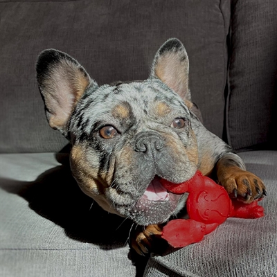 Nylabone Extreme Chew Kauwspeeltje Lobster Filet Mignon Small – <11 kg