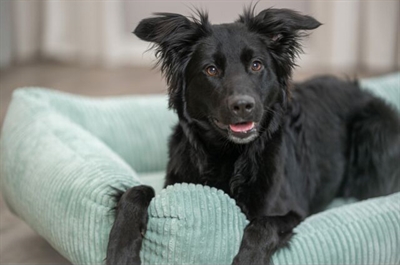 TRIXIE Hondenmand Jonna Vital | Orthopedisch met visco-memory schuim - Saliegroen - 60x50 cm