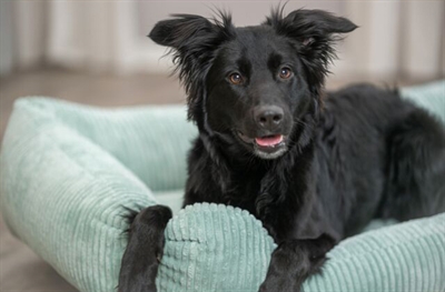 TRIXIE Hondenmand Vital Jonna Ribfluweel Orthopedisch met memory-effect - Saliegroen - 80x60 cm