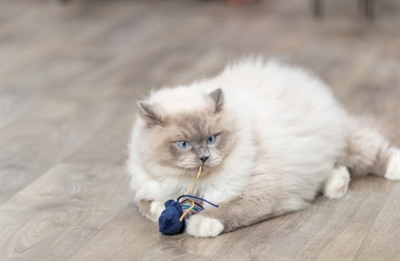 TRIXIE Kattenspeeltje Zeedier Pluche Met Catnip 5-8 cm – Assorti