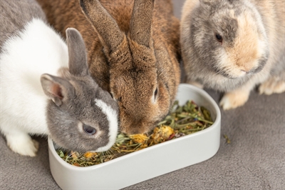 TRIXIE Voerbak Drinkbak Ovaal Keramiek 22×10 cm – Assorti