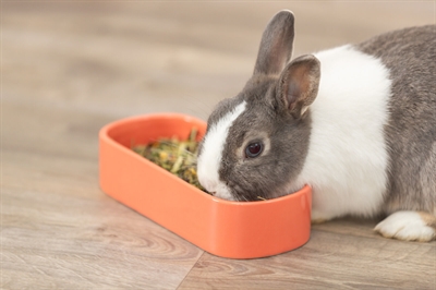 TRIXIE Voerbak Drinkbak Ovaal Keramiek 22×10 cm – Assorti