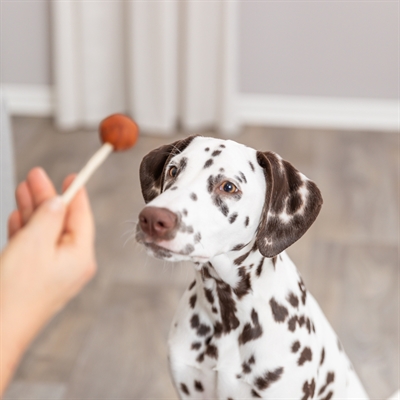 TRIXIE Hondensnack Premio Lolly met kabeljauw - runderhuid kauwstokje voor gebitsverzorging - 9 cm | 60 st