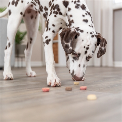 TRIXIE vegane Hundekekse Snack Loops 2×1,3 kg – glutenfrei