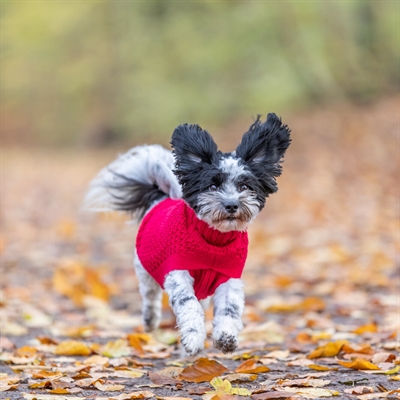 TRIXIE Hondentrui Norwood warme trui met extra bewegingsvrijheid - Rood - 33 cm