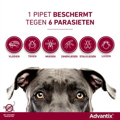 ELANCO Vlooien- en tekenmiddel Advantix Spot On 600/3000 - Doodt vlooien, teken & luizen binnen 24u - voor honden >40 kg - 4 pipetten