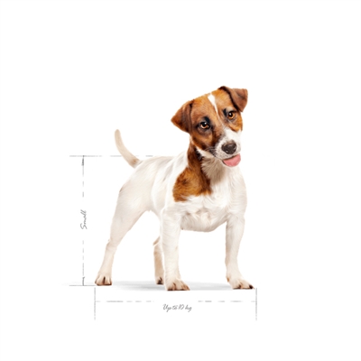 ROYAL CANIN Hondenvoer Mini Adult voor kleine honden (<10 kg), hoog energiegehalte & goed verteerbaar - 4 kg